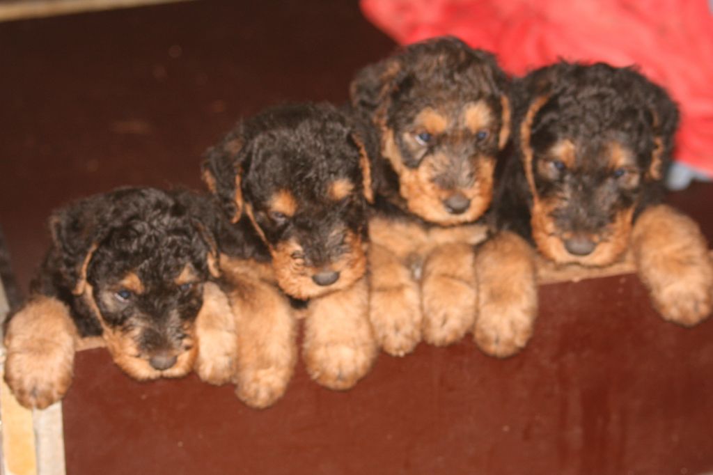 chiot Airedale Terrier De Saintonge Azuréenne